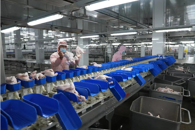 【新疆墨玉：发展鸡产业 打造“育产加销”全产业链】图3