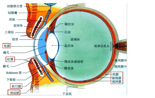 网友自述近视12000度，高度近视到底有多可怕？