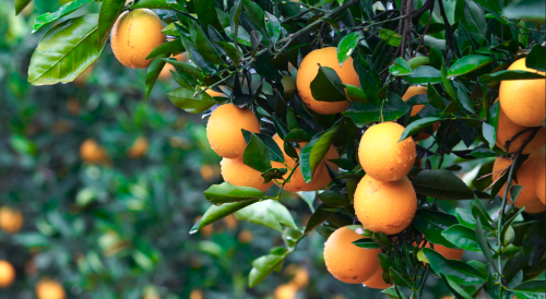 柑橘中的“甜心公主”——新平沃柑解密来啦！
