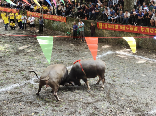 提神宝带您了解贵州彦洞民族歌节，邂逅一次民族文化盛会