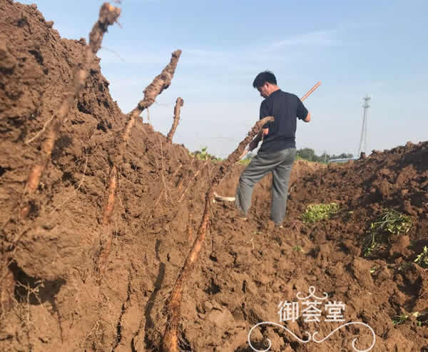 曝光啦:辨别温县垆土铁棍山药的实用小技巧