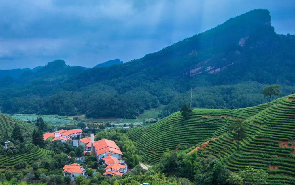 福莲茶庄园：登上国际一流植物、生物学研究期刊JIPB封面