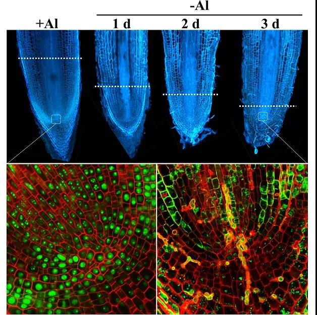 福莲茶庄园：登上国际一流植物、生物学研究期刊JIPB封面