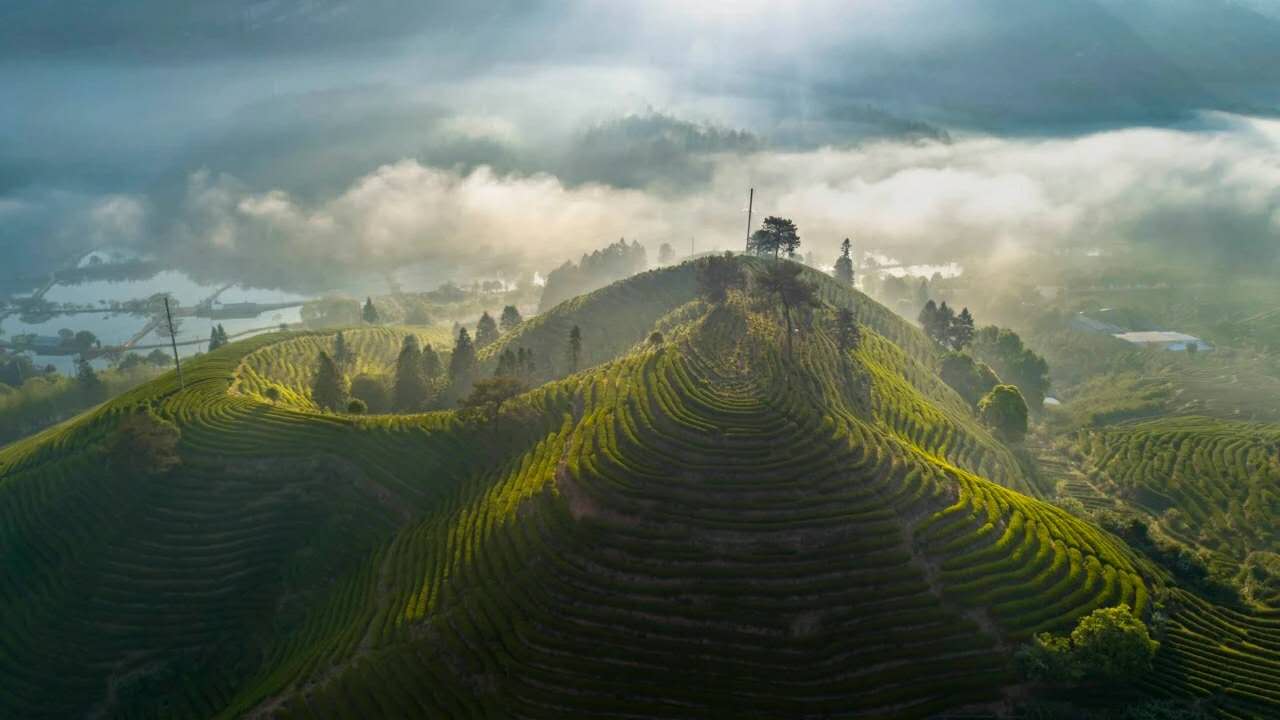 福莲茶庄园：登上国际一流植物、生物学研究期刊JIPB封面