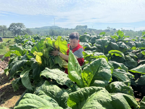 河南平顶山：我为烟农办实事，助力烟农新增收