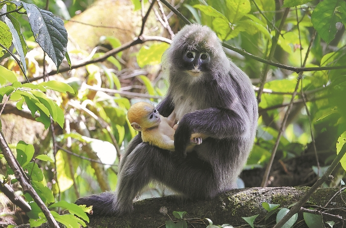 Patrols help boost primate population_https://www.izongheng.net_News in English_第1张