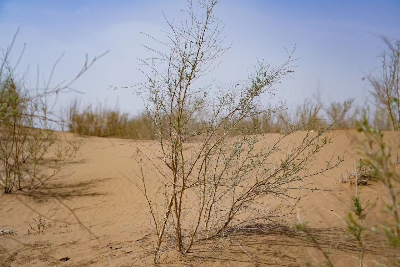 践行可持续发展理念，新希望乳业第二期公益植树活动走进腾格里沙漠
